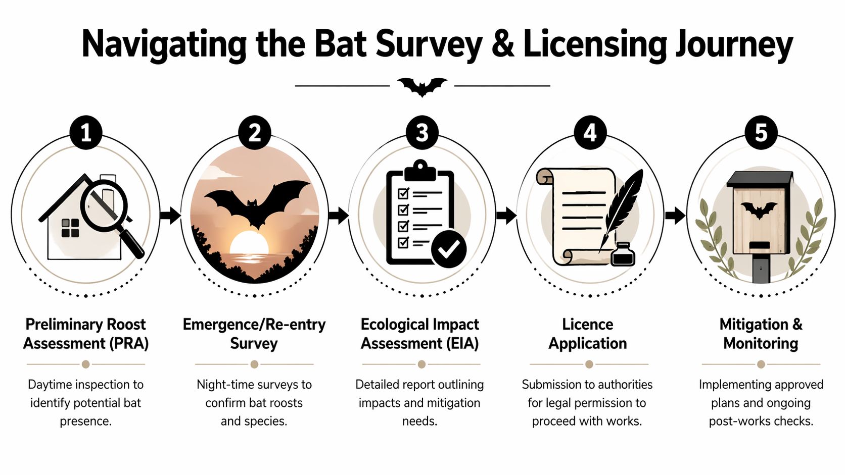 A five-step infographic showing the professional survey and licensing process for protecting bats in buildings.